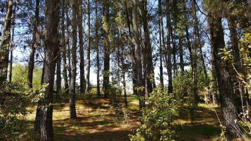 Apartamento Caba�as Parque Caburgua