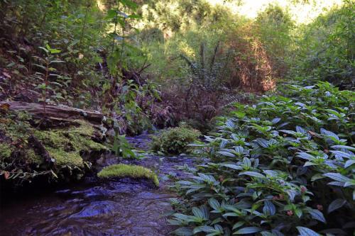 Caba�as Bosques De Loncotraro