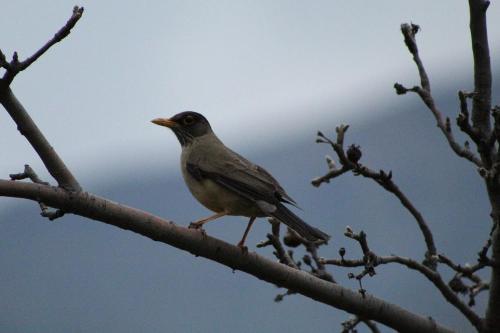 Casa Viento, Caj�n Del Maipo
