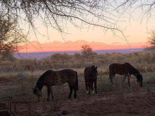 Andes Nomads Desert Camp & Lodge
