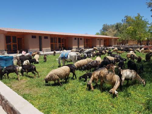 Albergue Ckausama North