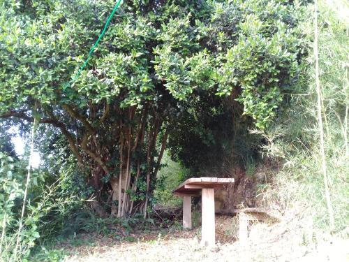 Caba�a Y Huerto Allipen Tolten