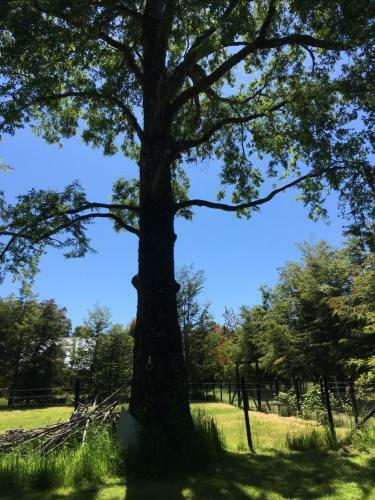 Lodge Caba�a El Arbol
