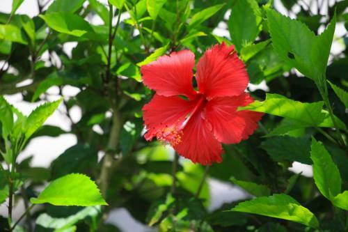 Hotel Sun Green Grass Ishigaki