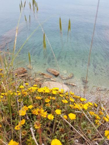 Apartamento Albir Up Albimar