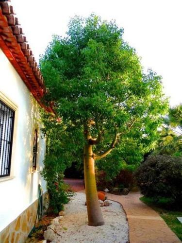 Los Cerezos
