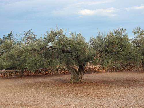 Serene Holiday Home In L'ampolla With Private Swimming Pool