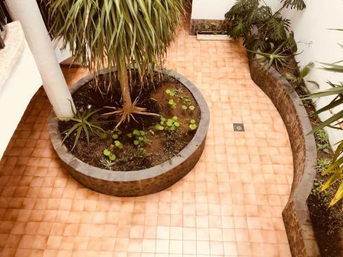 Terraza Vegueta