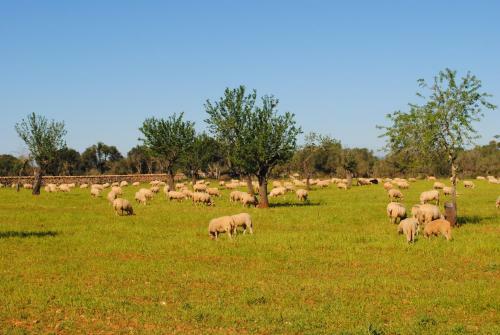 Agroturismo Son Veri Dalt