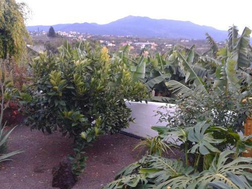 Papaya Houses II