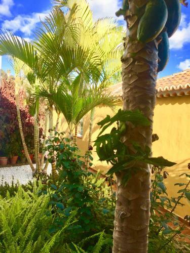 Papaya Houses II