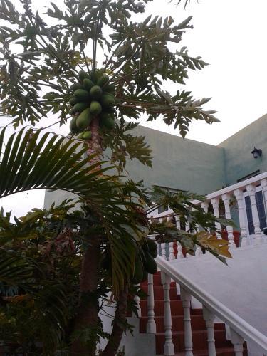 Papaya Houses