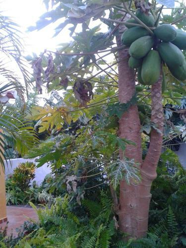 Papaya Houses