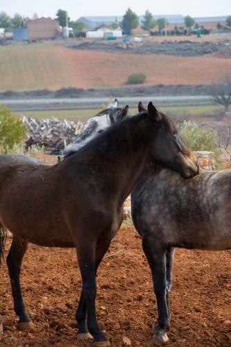 Agroturismo El Retiro De Cervantes