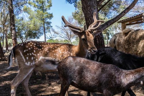 Villa Can Llamas Rent Per Week