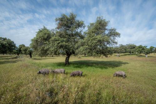 Agroturismo Cortijos Y Dehesa