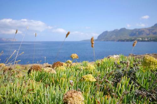 Moreia