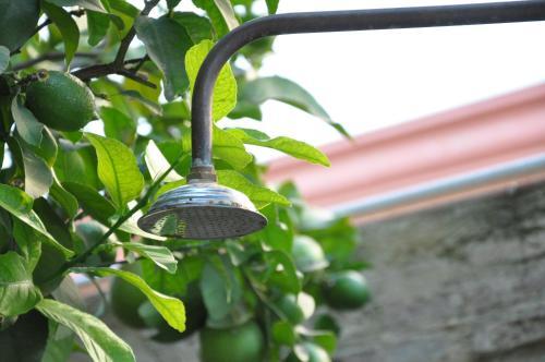 Lemon Garden Hostel Sevilla