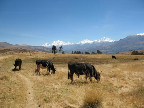 Bed & Breakfast Huaraz City Centre Hostel