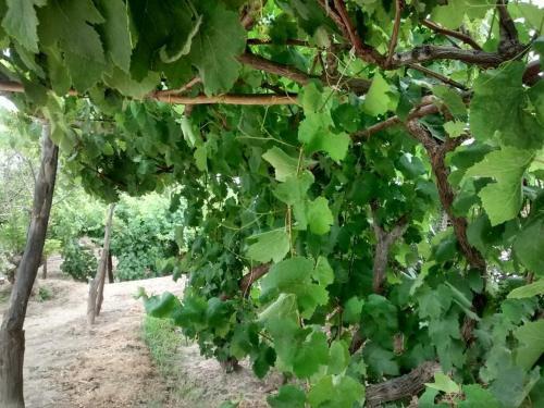 Rio Viejo Ecolodge & Camping
