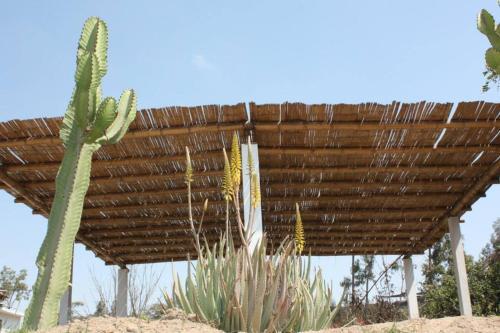 Rio Viejo Ecolodge & Camping