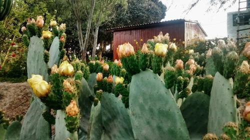 Rio Viejo Ecolodge & Camping