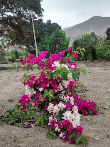 Rio Viejo Ecolodge & Camping