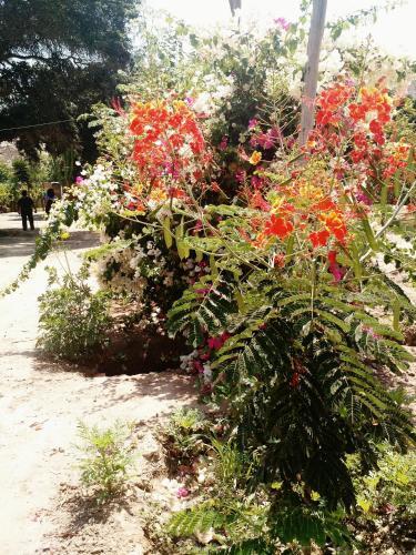 Rio Viejo Ecolodge & Camping