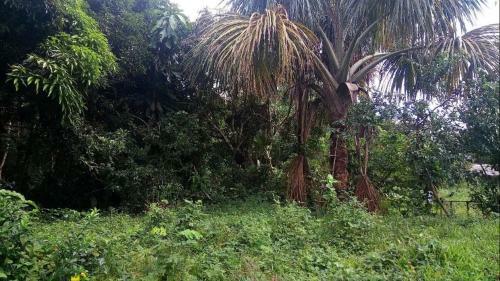 Lodge Amazonian Trails