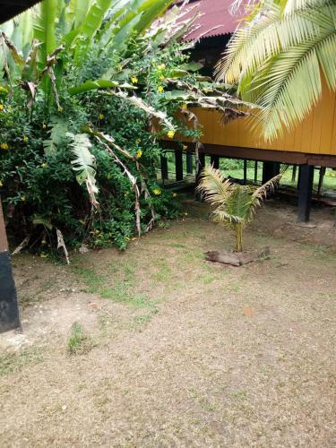 Lodge Amazon Hostal Tours
