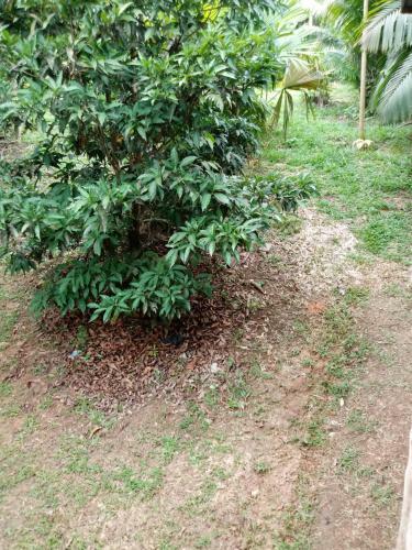 Lodge Amazon Hostal Tours