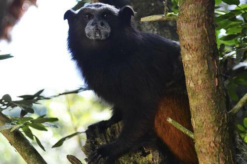 Tambopata Ecolodge
