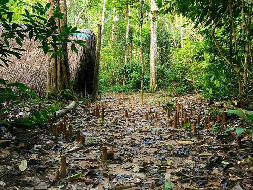 Albergue Treehouses In The Jungle
