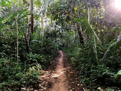 Albergue Treehouses In The Jungle