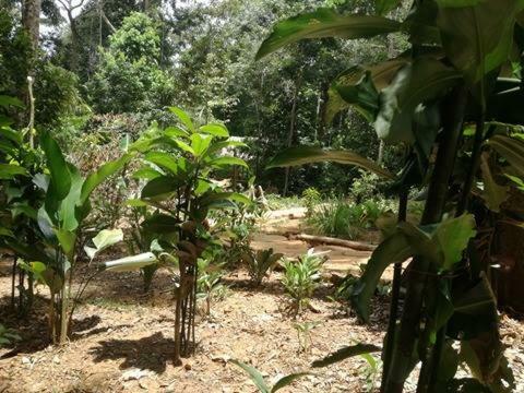 Albergue Treehouses In The Jungle