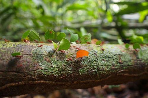 Albergue Treehouses In The Jungle