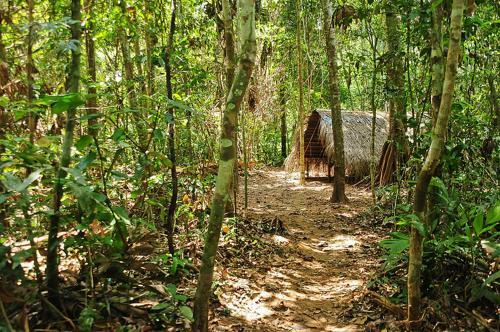 Albergue Treehouses In The Jungle