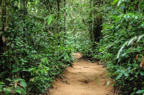 Albergue Treehouses In The Jungle