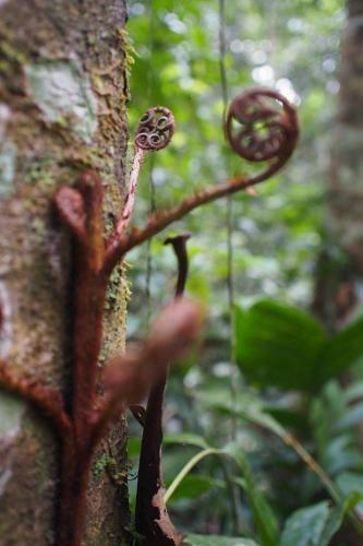 Albergue Treehouses In The Jungle