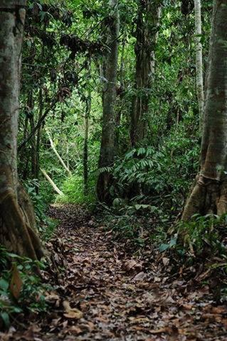 Albergue Treehouses In The Jungle