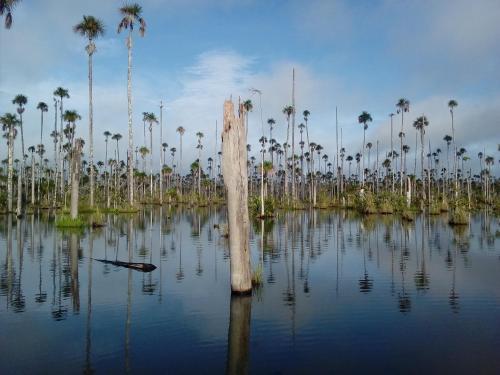 Paradise Amazon Tambopata Ecolodge