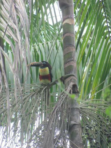 Agroturismo El Cacaotal