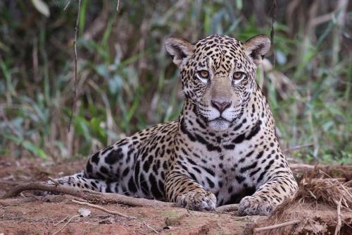 Tambopata Ecolodge