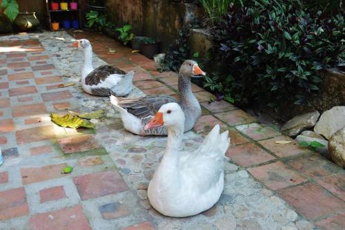 Agroturismo Puka Wasi Posada