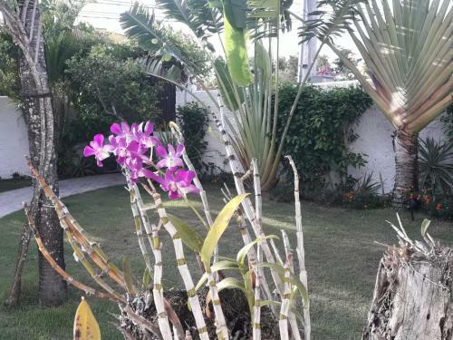 B&B Villa Rosa Dominicus