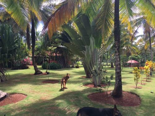 Bed & Breakfast Aventura Rincon Ecolodge