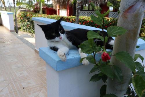 Bed & Breakfast Casa Azul Las Galeras