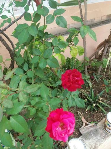 Hostal Bed & Breakfast Sol Y Luna