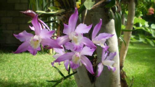 Tonantzincalli Spa Prehispanico