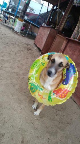 Camping Gigio Paradiso